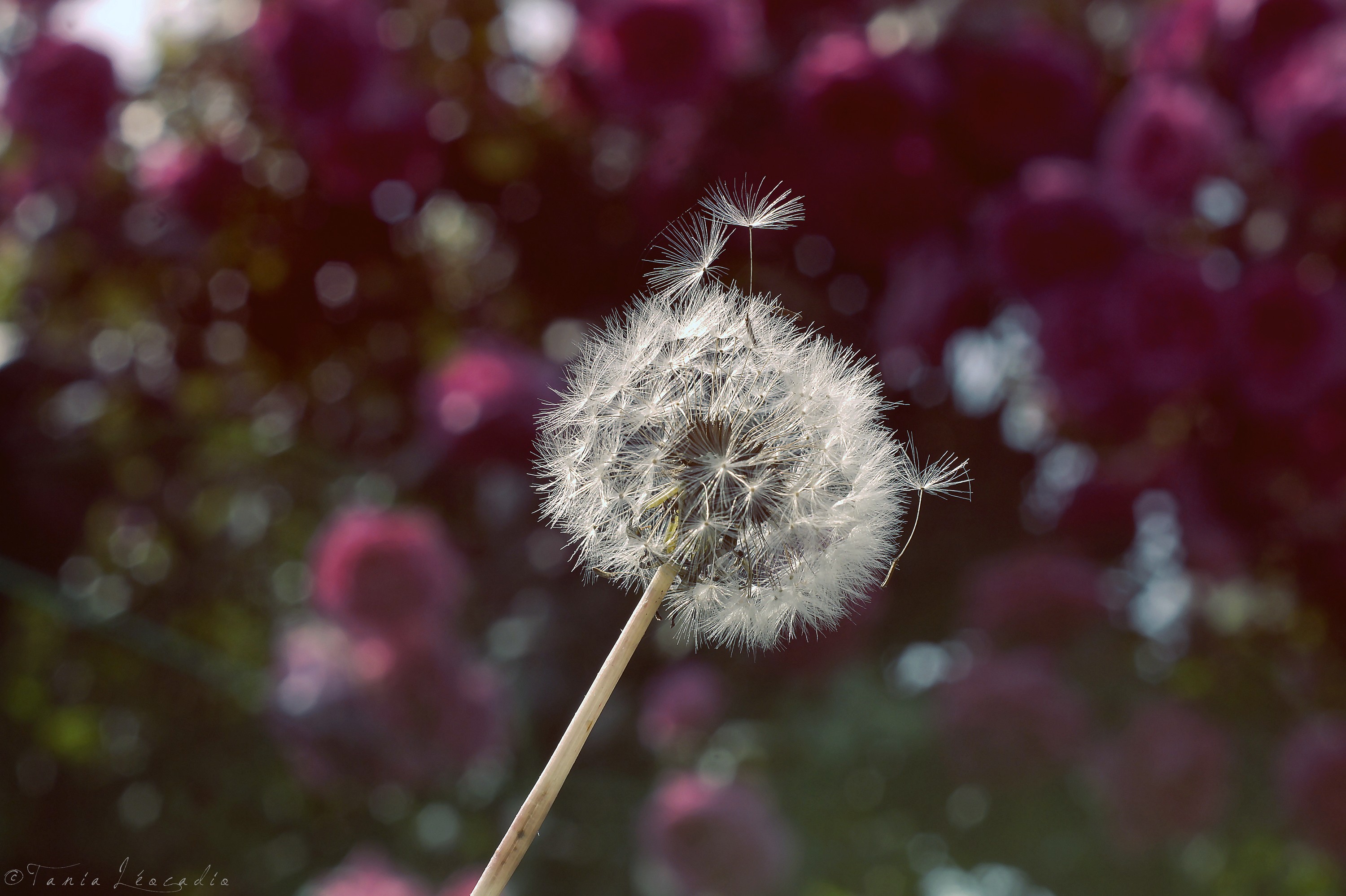 Fonds d'cran Art - Numrique Nature - Fleurs Pissenlit