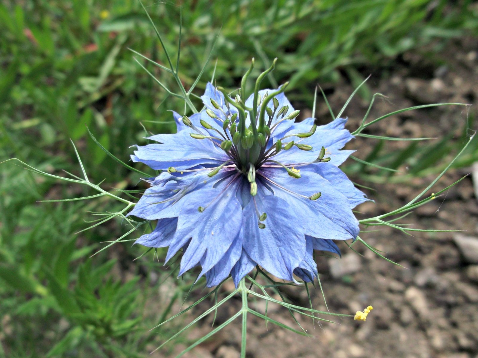 Fonds d'cran Nature Fleurs fleur !