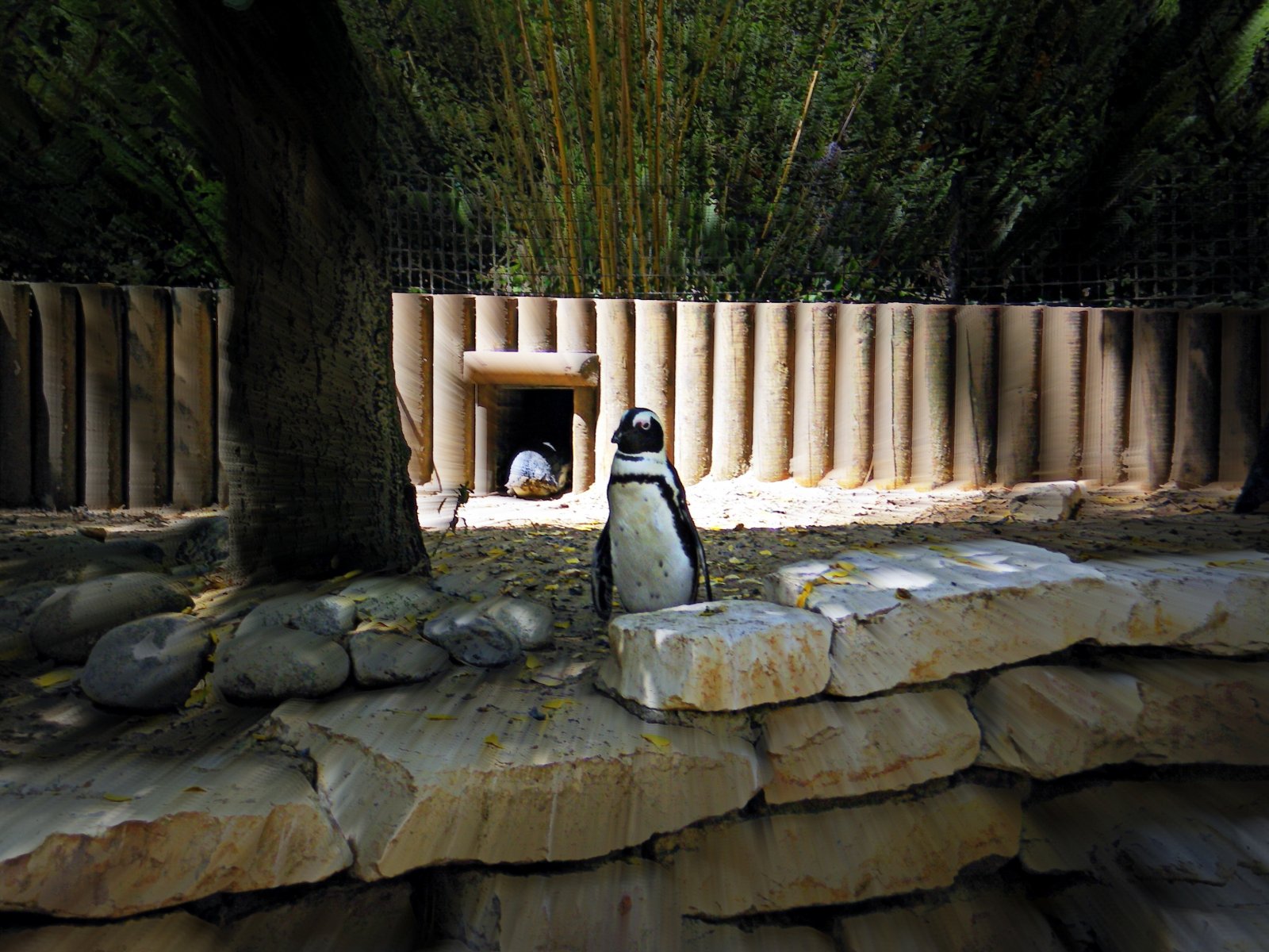 Fonds d'cran Animaux Oiseaux - Manchots 