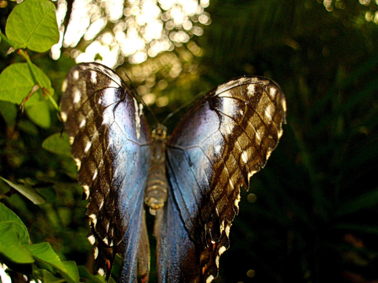 Fonds d'cran Animaux Insectes - Papillons 