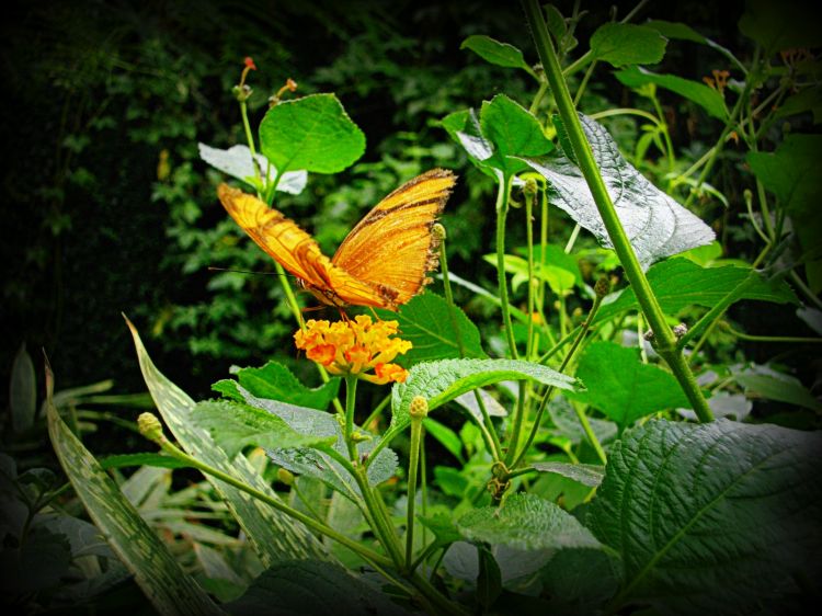 Fonds d'cran Animaux Insectes - Papillons attrissage en douceur