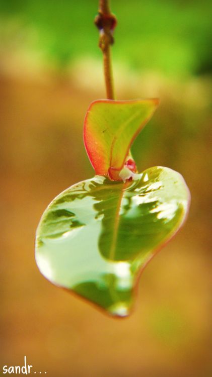 Fonds d'cran Nature Feuilles - Feuillages foliage in the rain