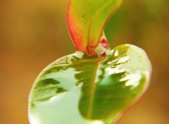  Nature foliage in the rain