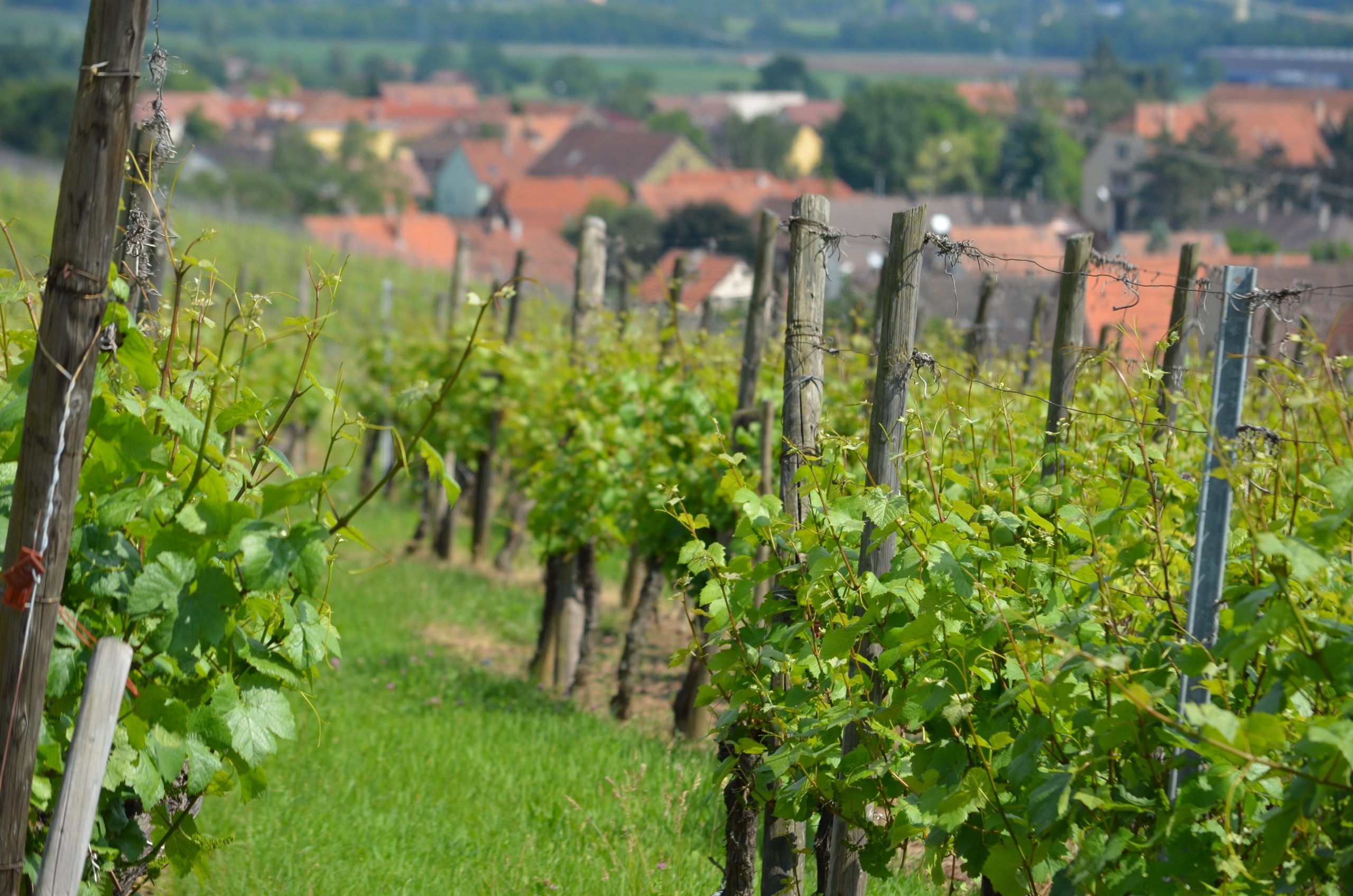 Wallpapers Nature Vines vignes d'Alsace 