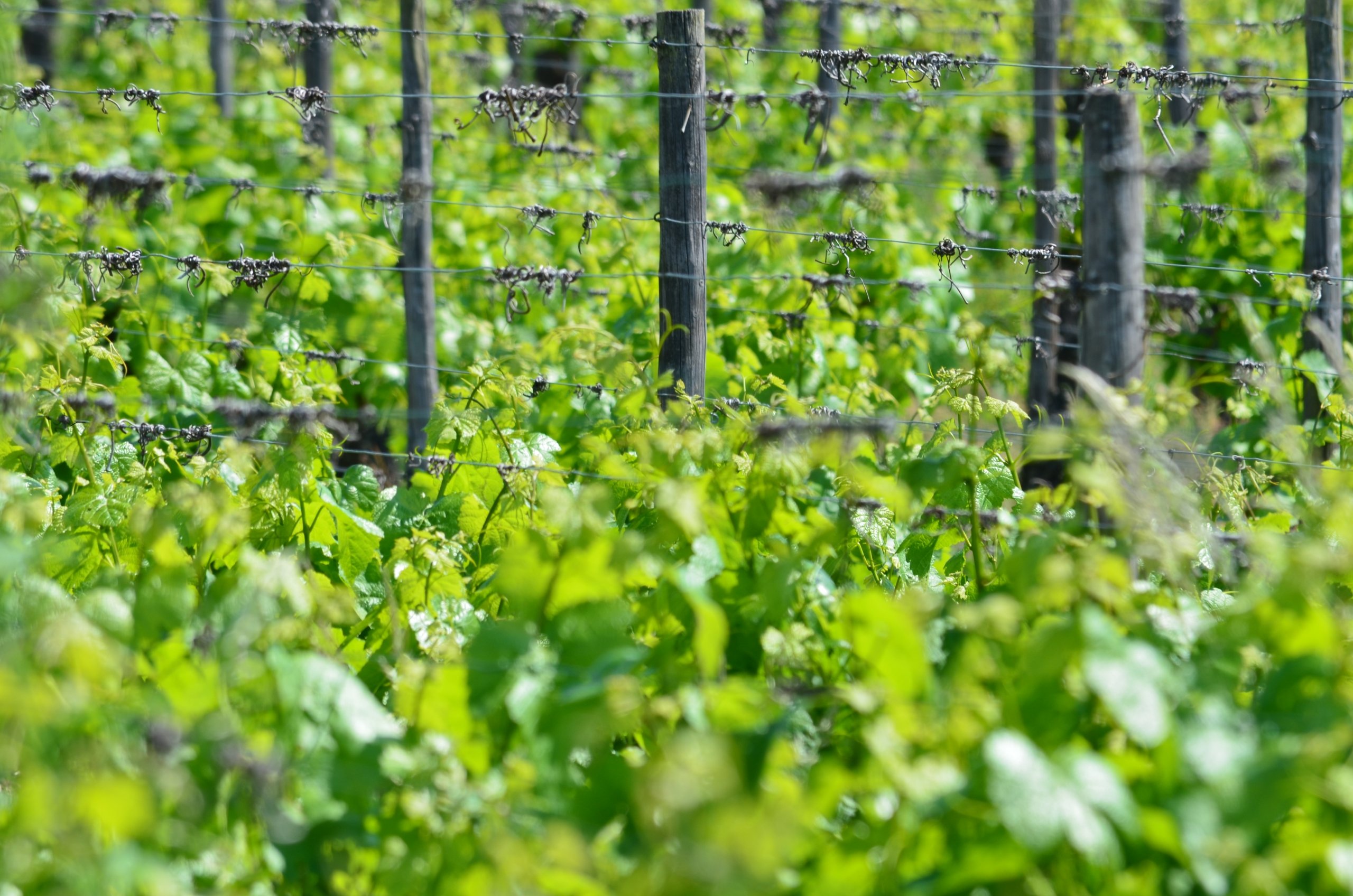 Fonds d'cran Nature Vignes - Vignobles 