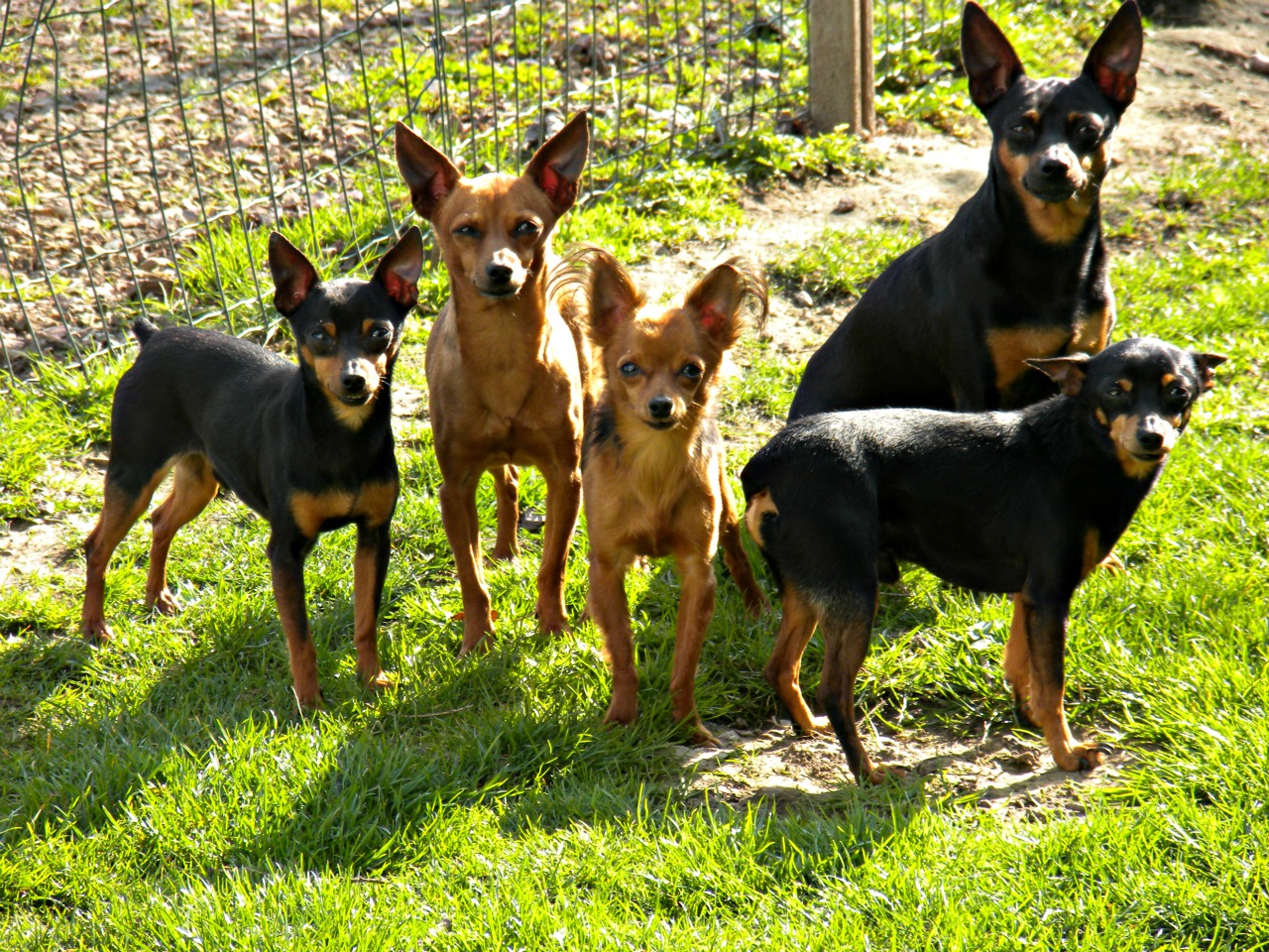 Fonds d'cran Animaux Chiens 