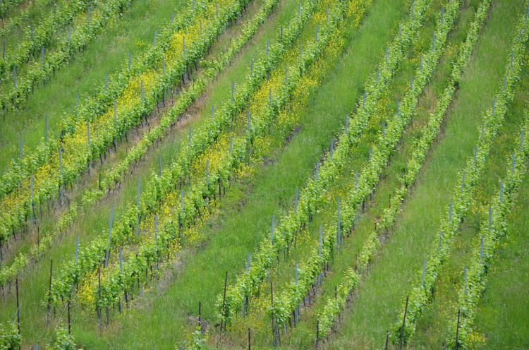 Fonds d'cran Nature Vignes - Vignobles vigne d'Alsace