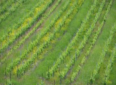  Nature vigne d'Alsace