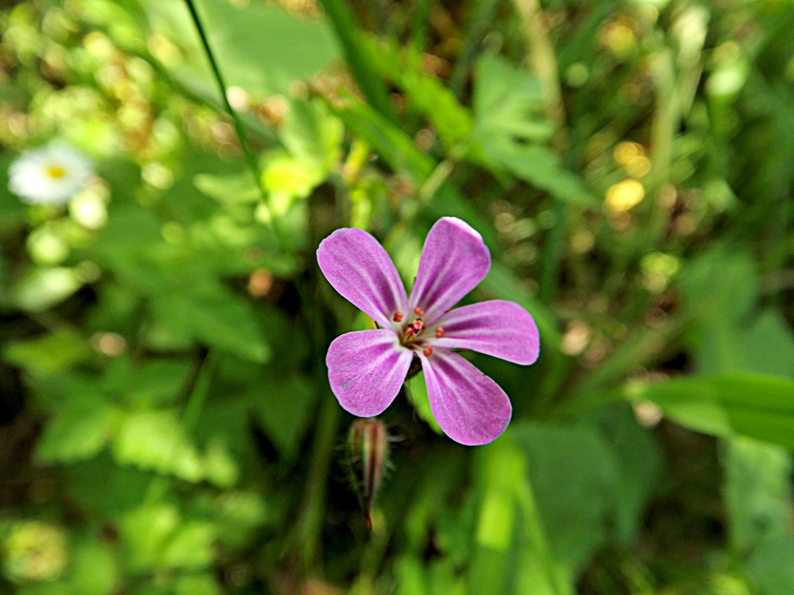 Wallpapers Nature Flowers petite fleur sauvage