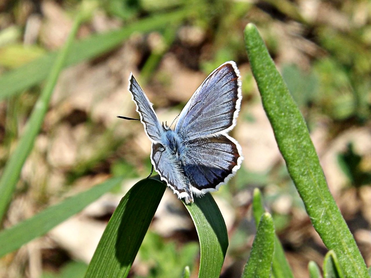 Fonds d'cran Animaux Insectes - Papillons papillon bleu