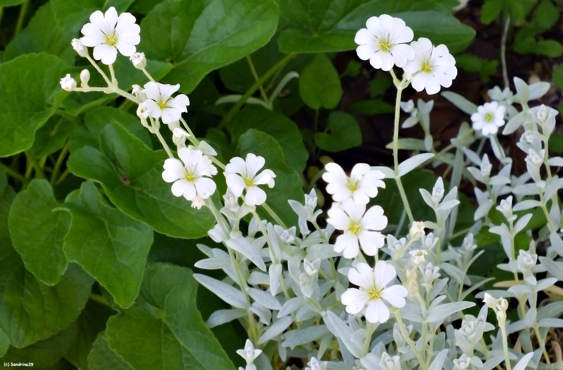 Wallpapers Nature Flowers Corbeille d'argent