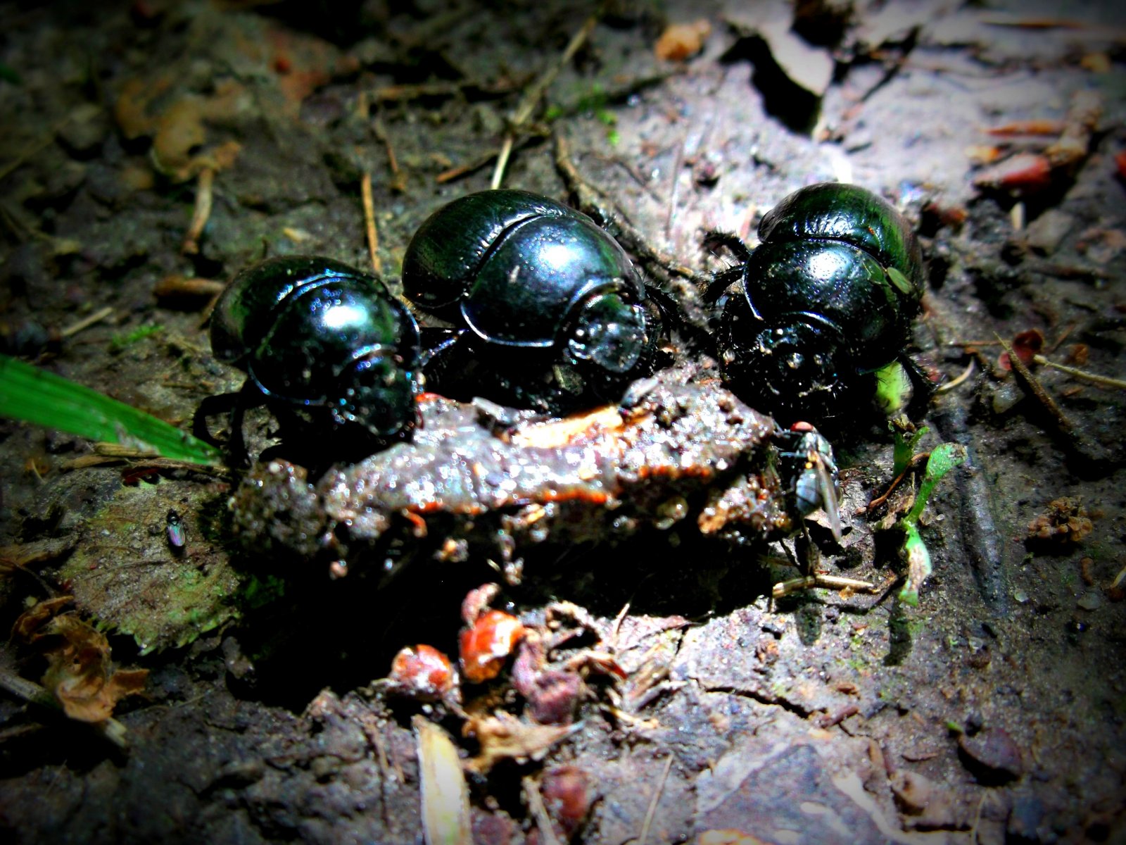 Fonds d'cran Animaux Insectes - Scarabes 3 scarabes pour 1 repas ! ^^