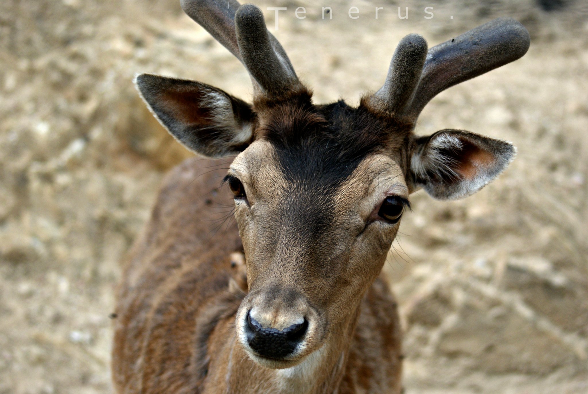 Fonds d'cran Animaux Cervids 