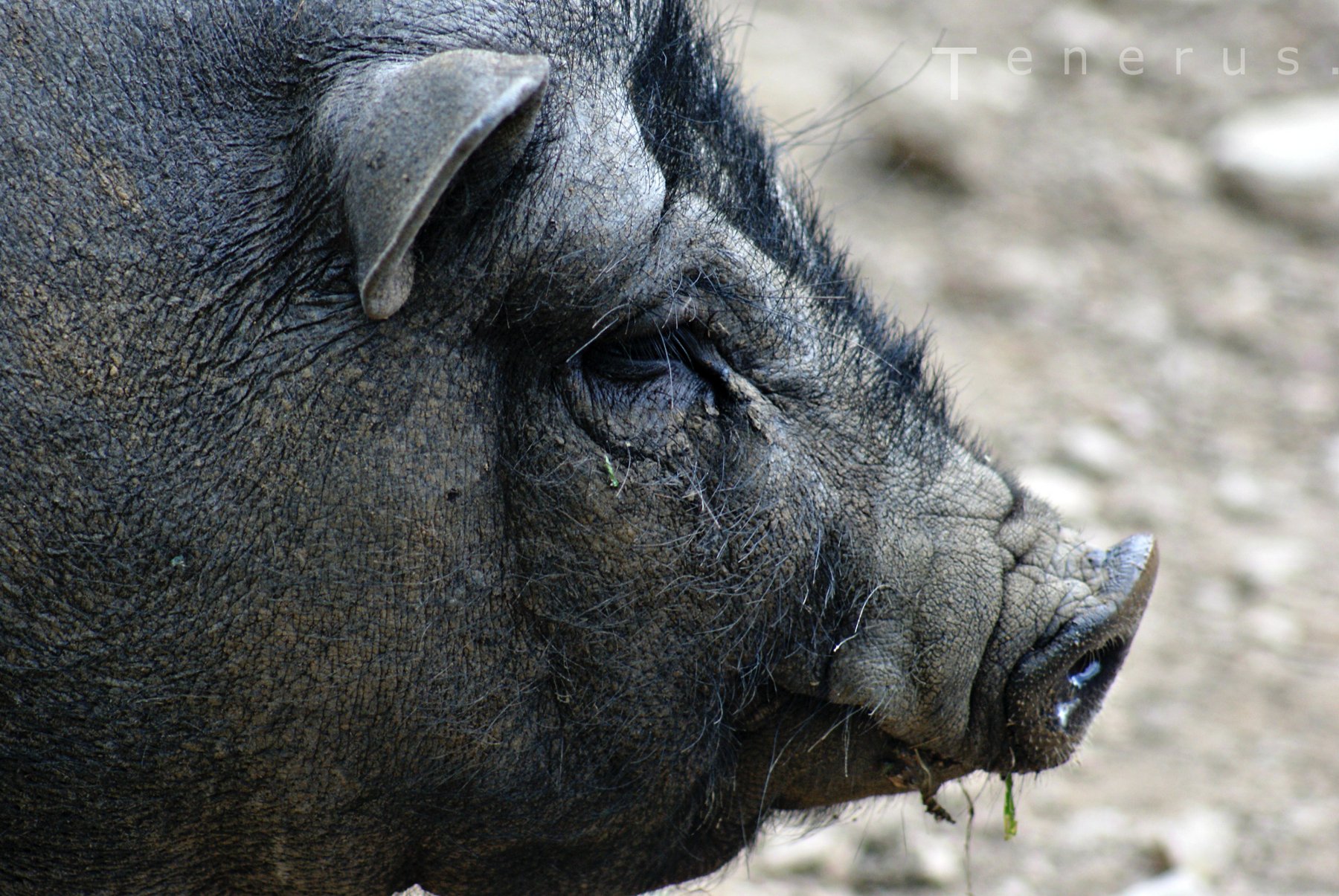 Fonds d'cran Animaux Cochons Cochon