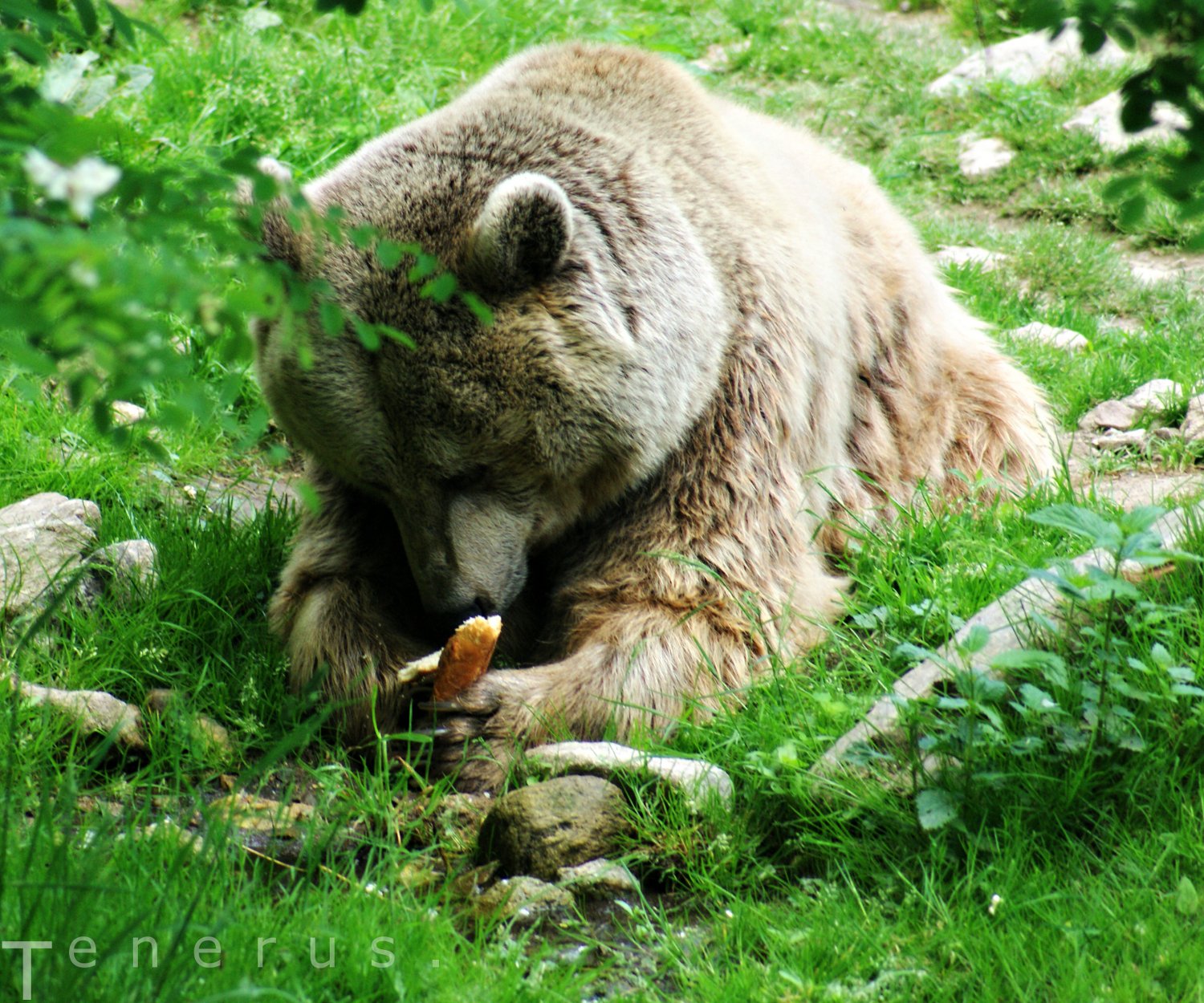 Fonds d'cran Animaux Ours Ours