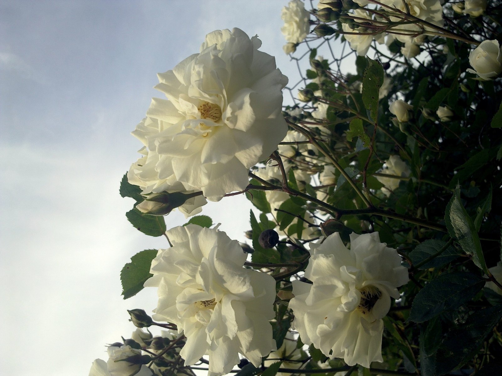 Fonds d'cran Nature Fleurs Fleurs des champs roses sauvages. 