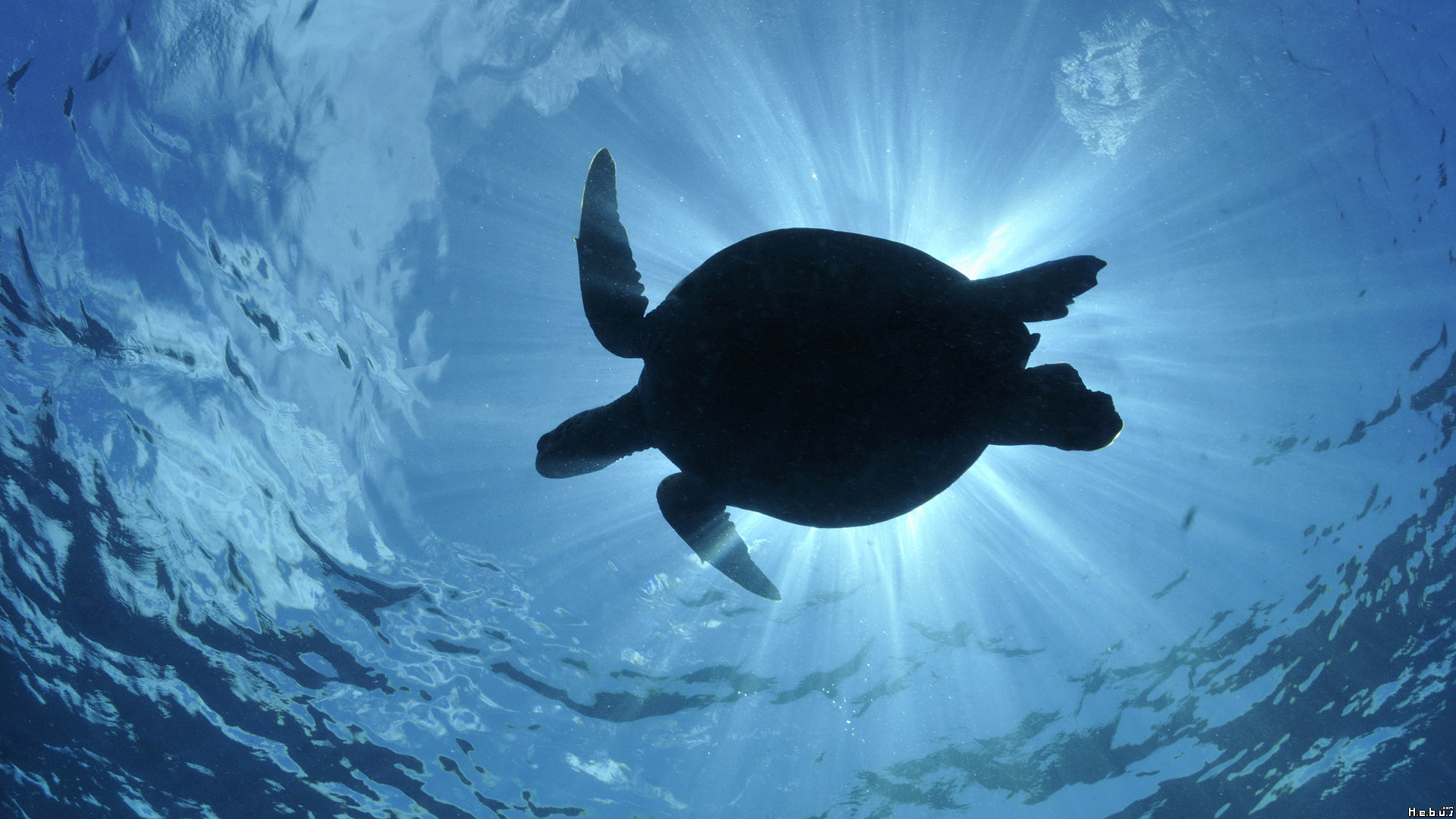 Wallpapers Animals Sealife - Sea turtles 