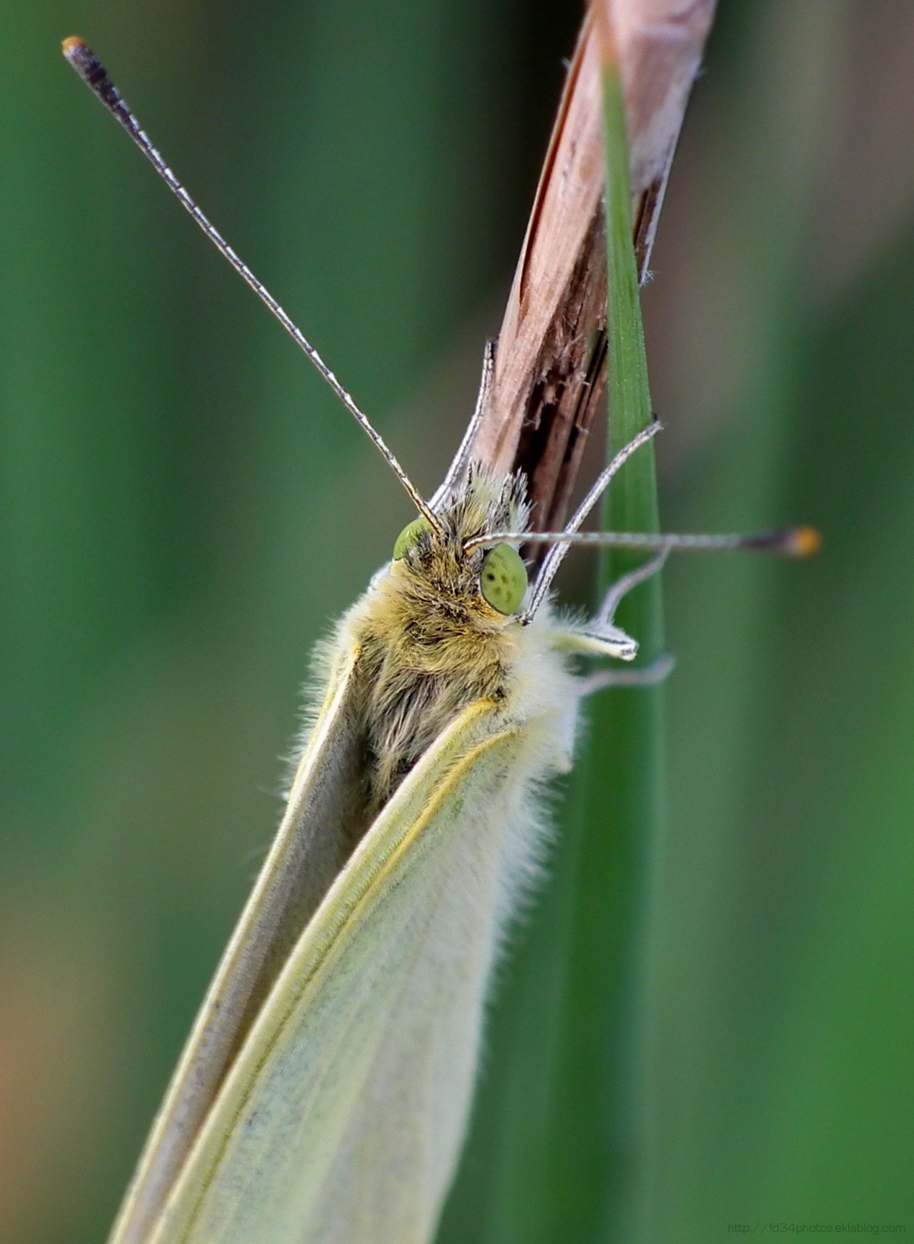 Fonds d'cran Animaux Insectes - Papillons 