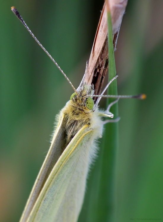 Fonds d'cran Animaux Insectes - Papillons Wallpaper N302638