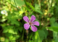  Nature petite fleur sauvage