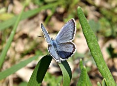  Animaux papillon bleu