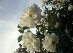  Nature Fleurs des champs roses sauvages. 