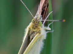  Animaux Image sans titre N302638