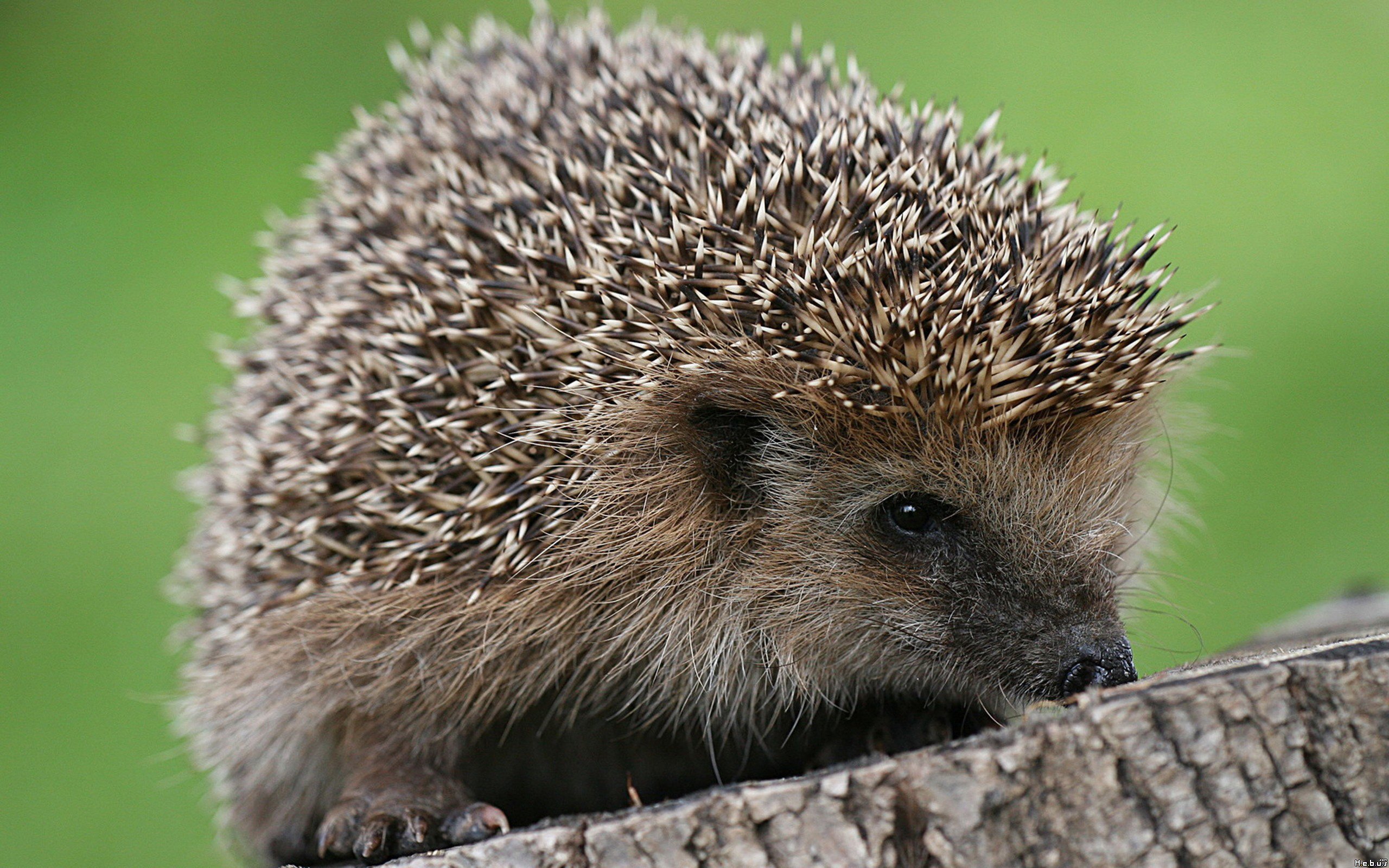 Wallpapers Animals Hedgehogs 