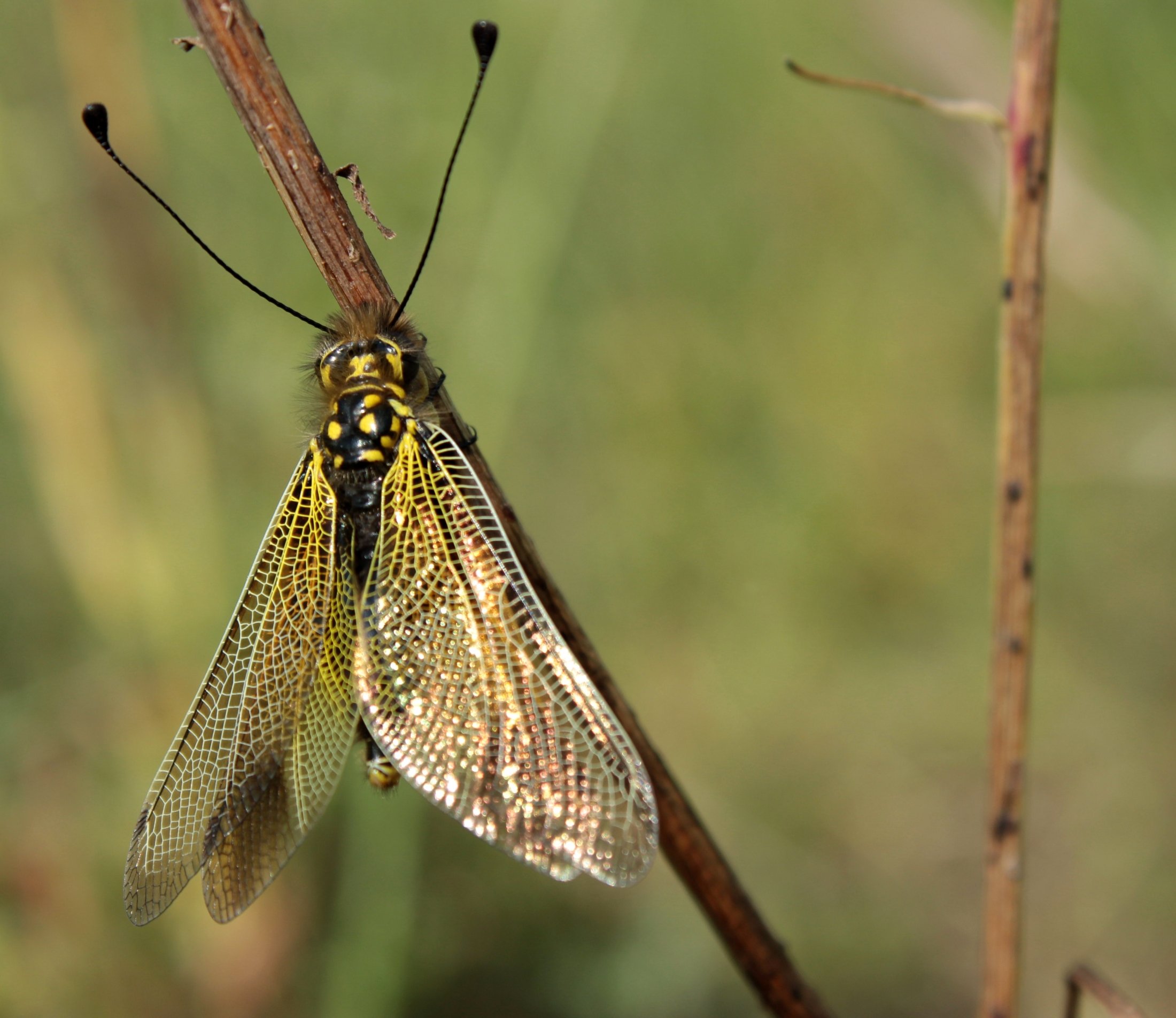 Wallpapers Animals Insects - Dragonflies Rencontre matinale