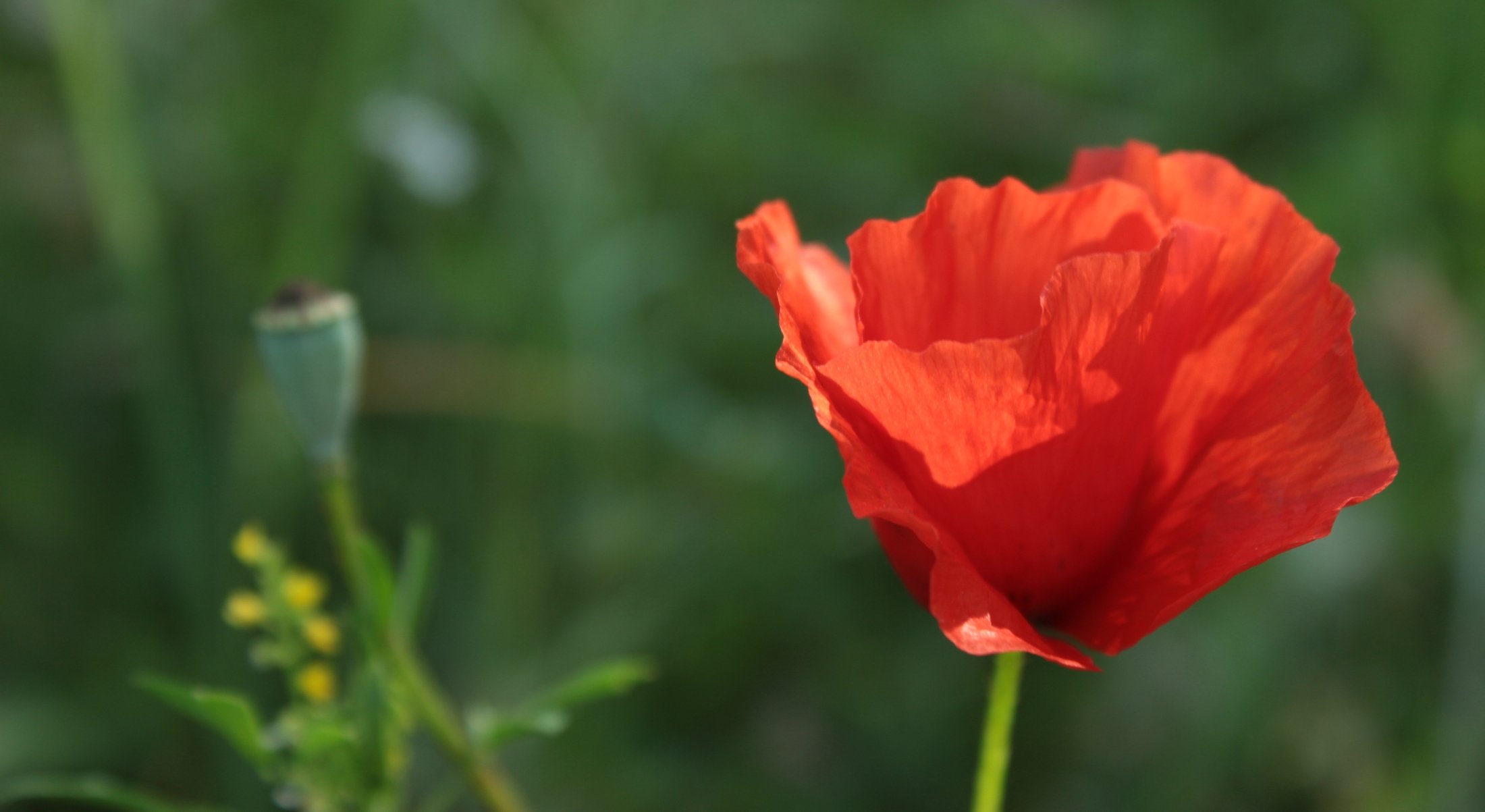 Wallpapers Nature Flowers Alone