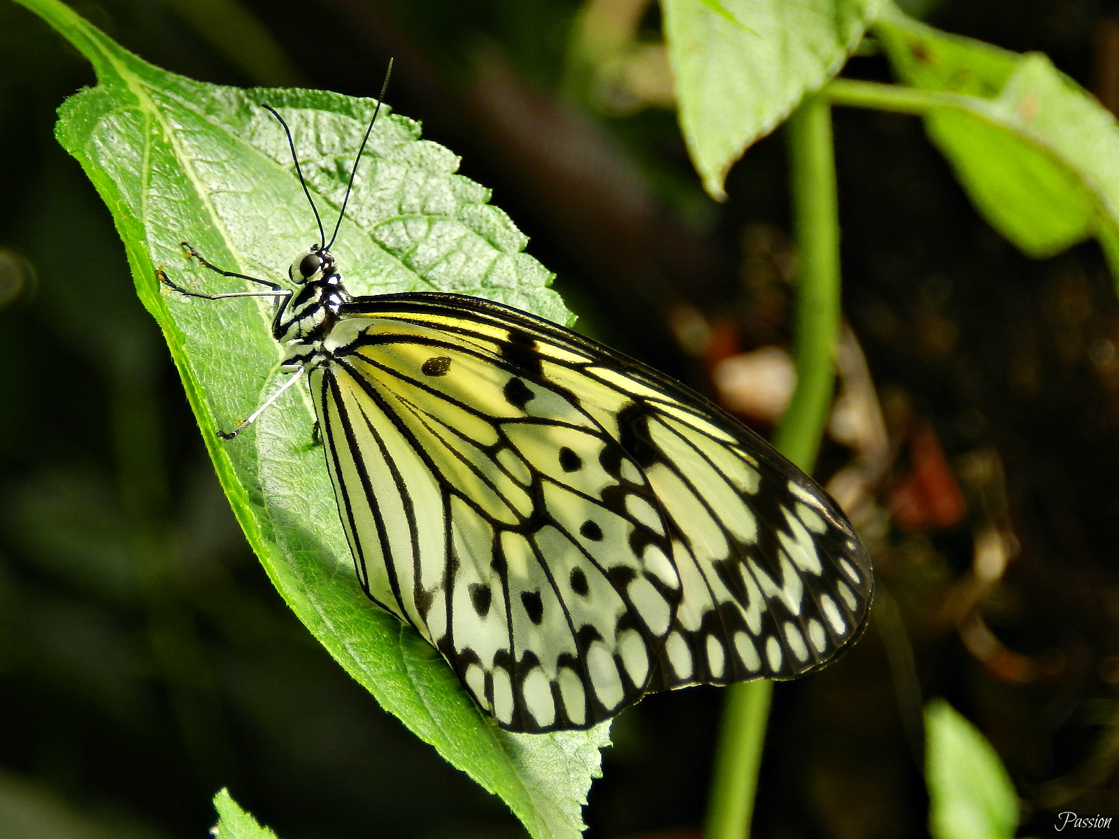 Fonds d'cran Animaux Insectes - Papillons 