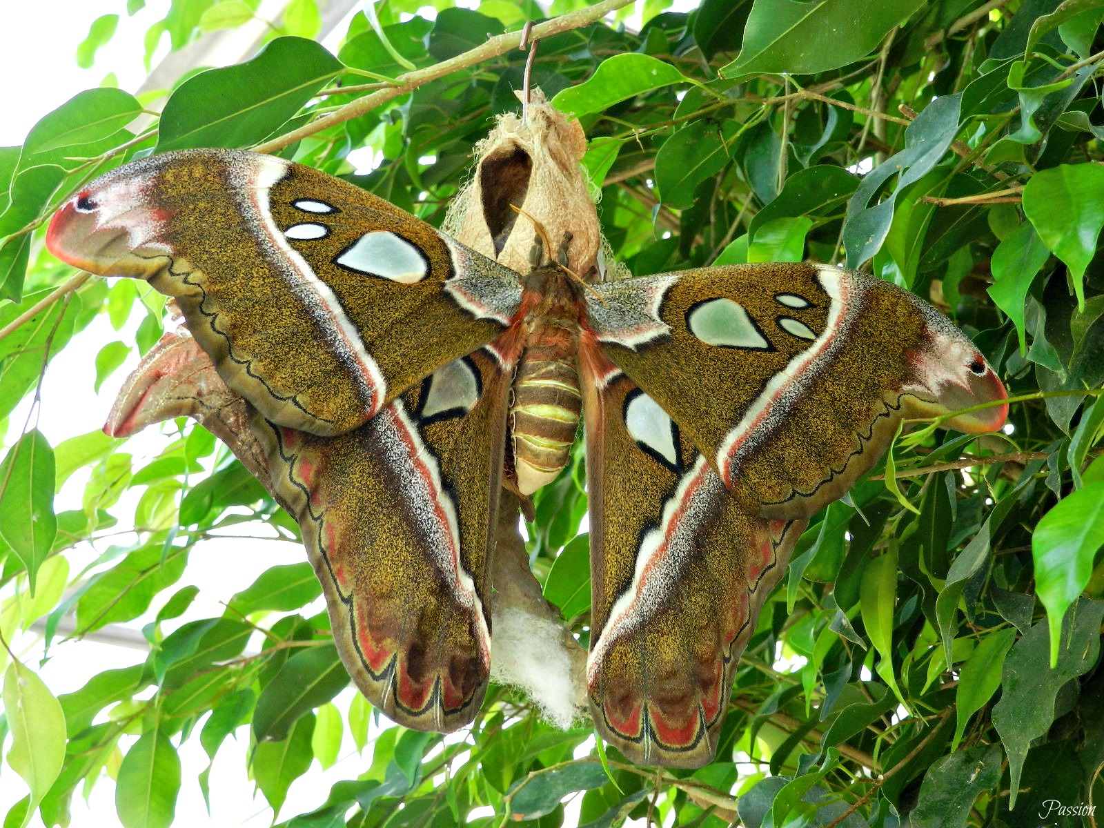 Fonds d'cran Animaux Insectes - Papillons 