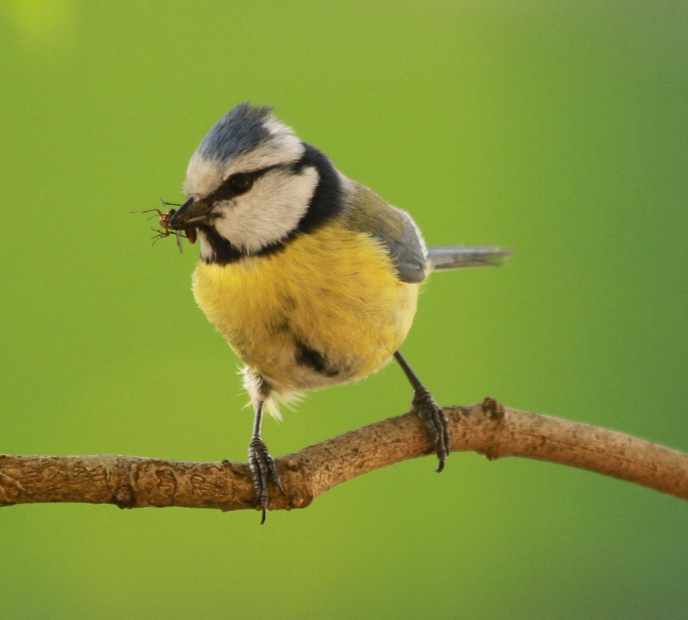 Fonds d'cran Animaux Oiseaux - Msanges 