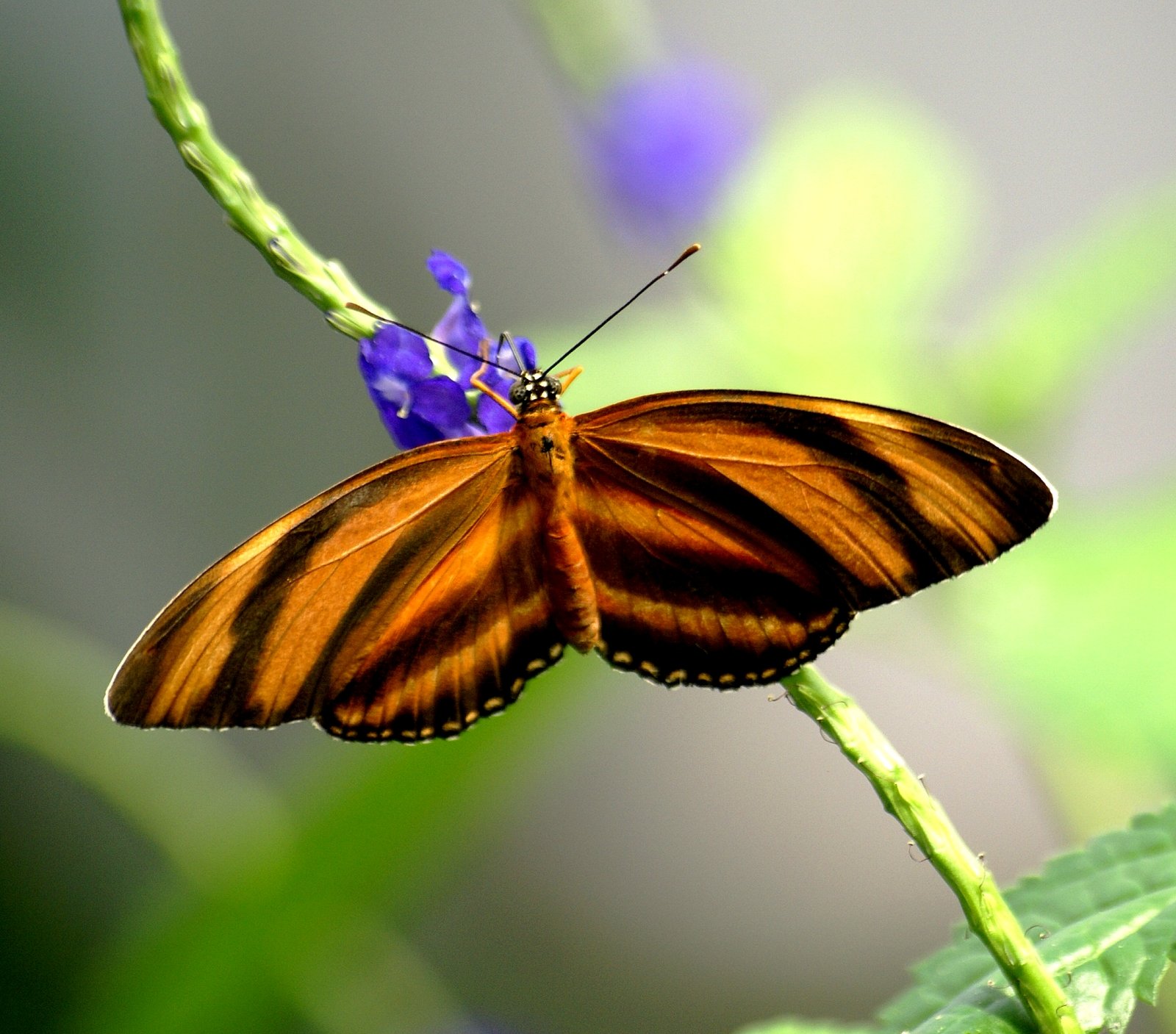 Wallpapers Animals Insects - Butterflies 