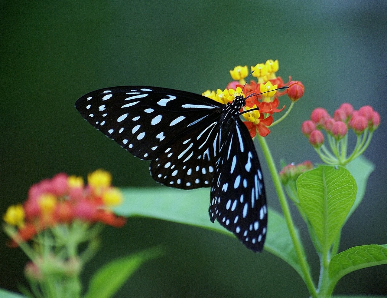 Wallpapers Animals Insects - Butterflies 