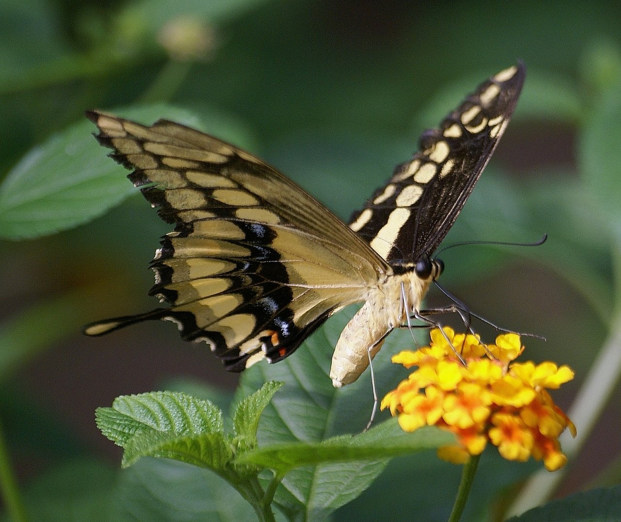 Fonds d'cran Animaux Insectes - Papillons 