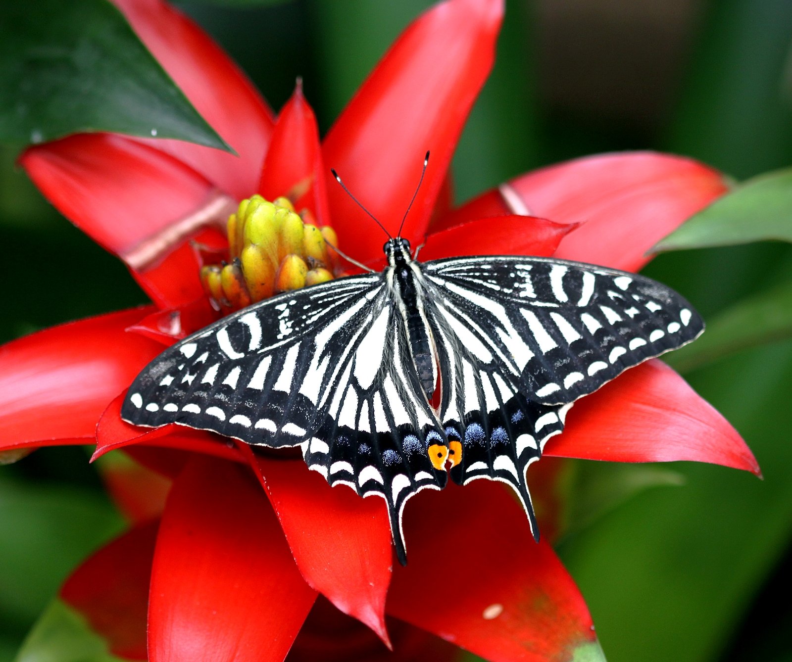 Wallpapers Animals Insects - Butterflies 