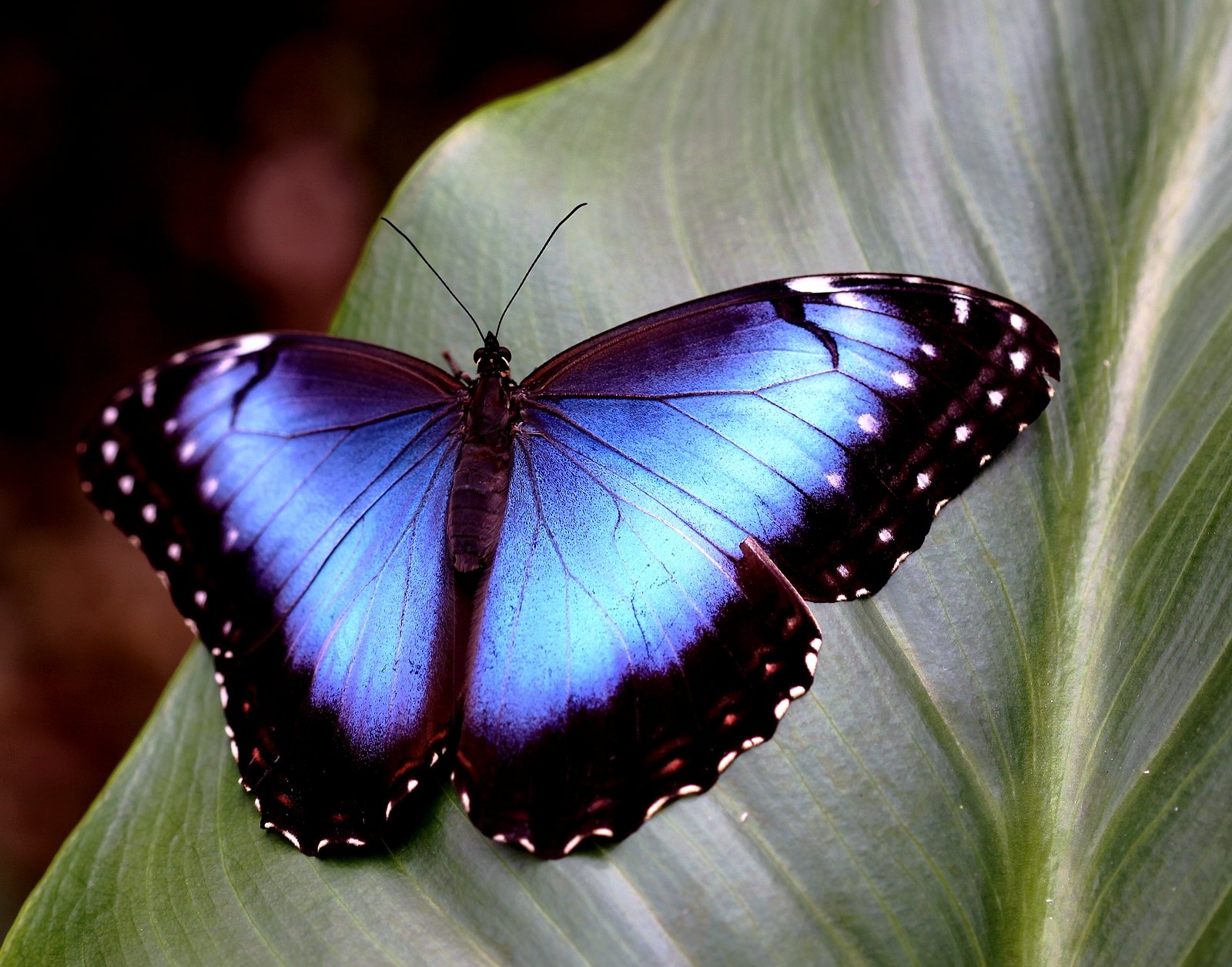 Wallpapers Animals Insects - Butterflies 