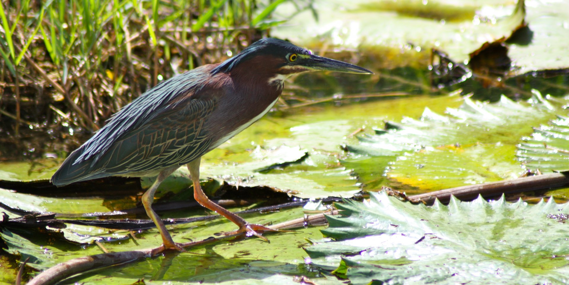 Fonds d'cran Animaux Oiseaux - Divers 