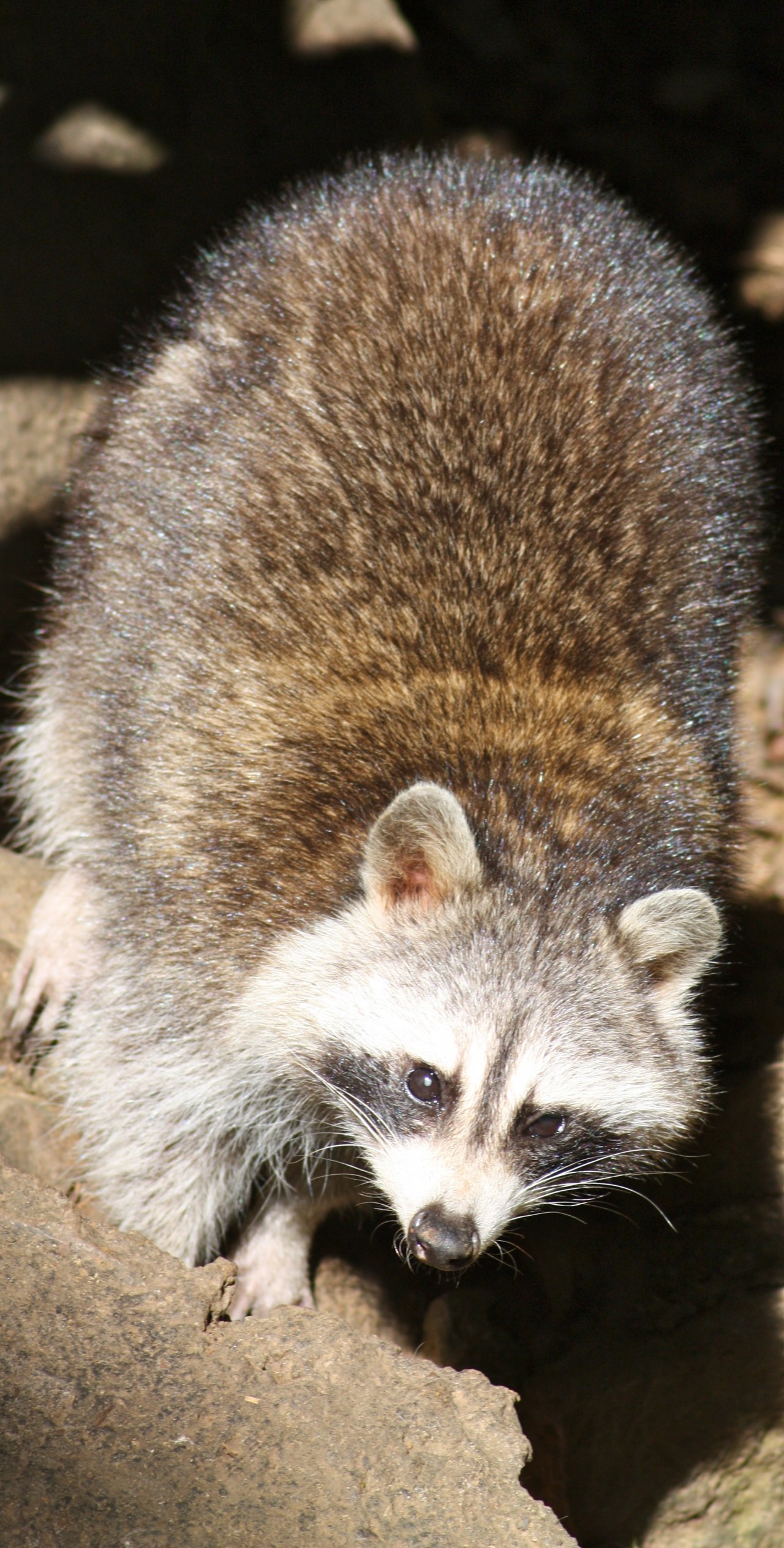 Fonds d'cran Animaux Ratons Laveurs 