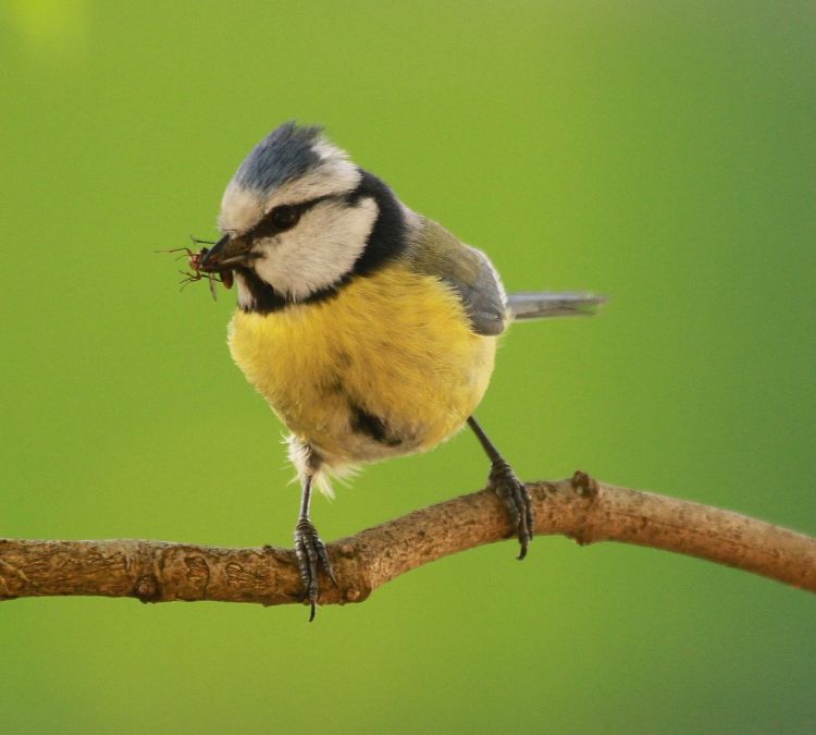 Fonds d'cran Animaux Oiseaux - Msanges Wallpaper N302710