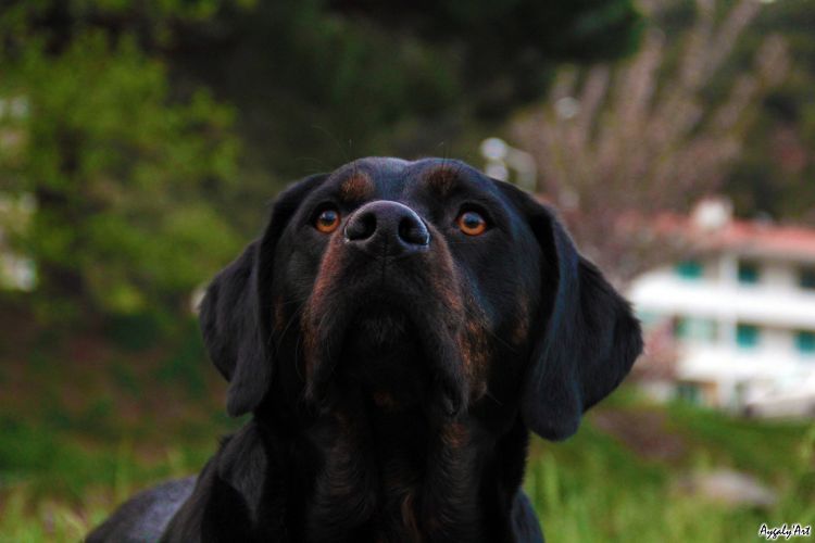 Fonds d'cran Animaux Chiens Eden