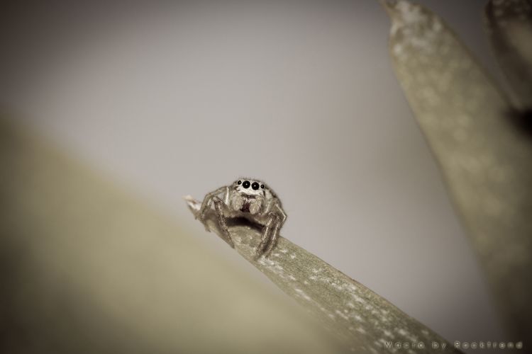 Wallpapers Animals Spiders Araigne sauteuse