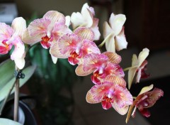  Nature orchide