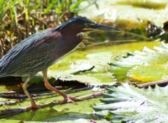  Animaux Image sans titre N302752