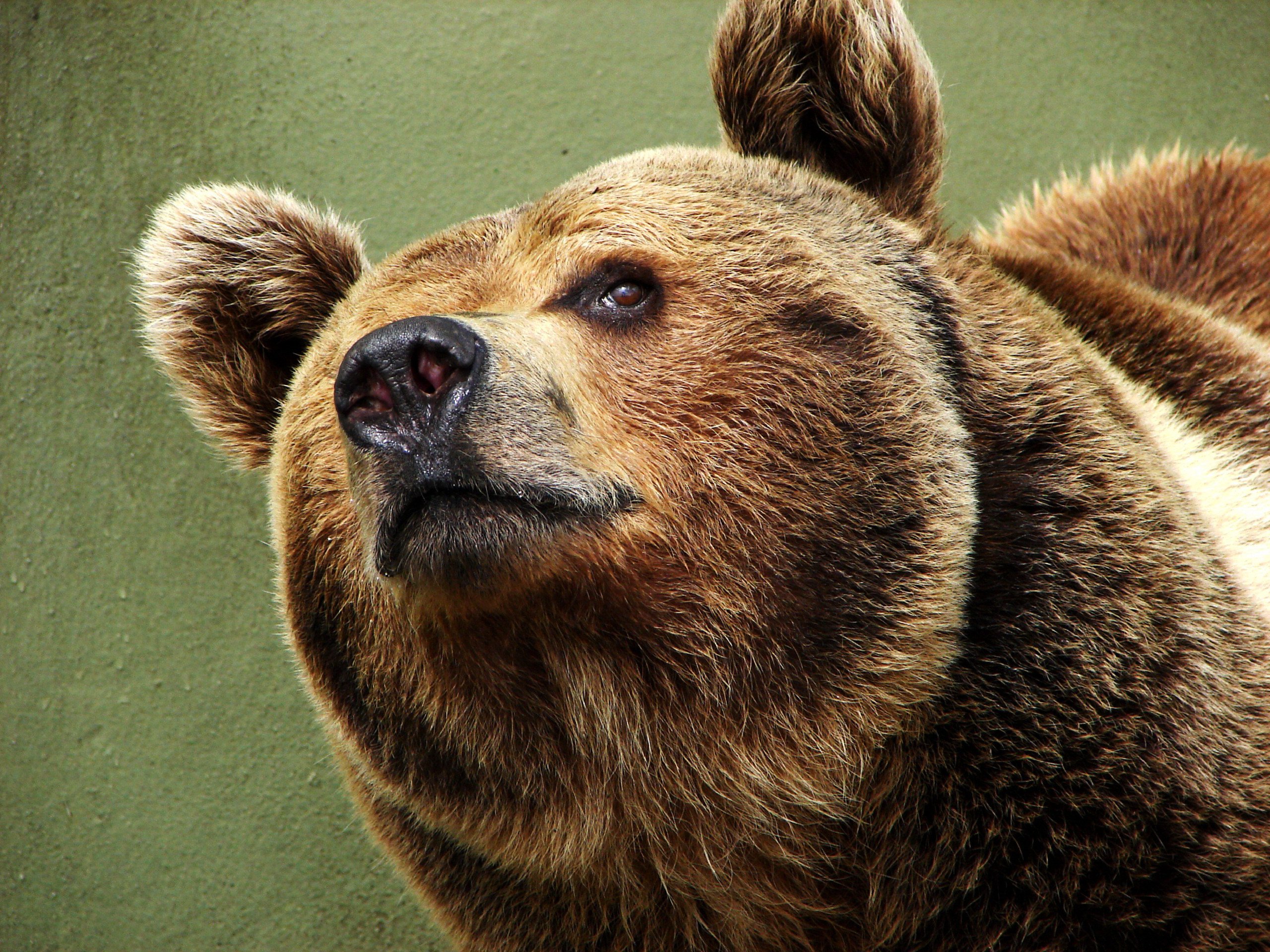 Wallpapers Animals Bears 