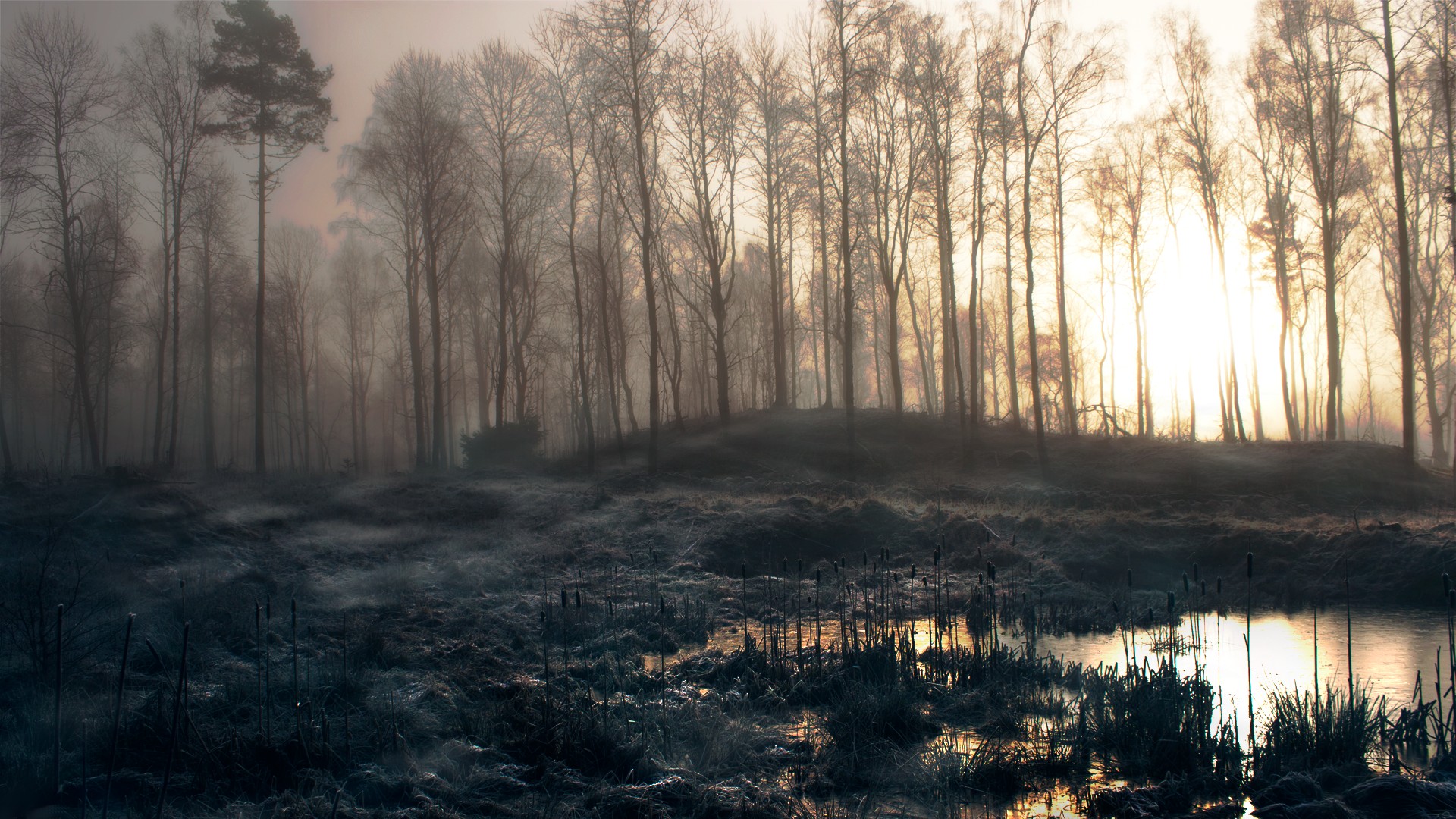 Fonds d'cran Nature Arbres - Forts 