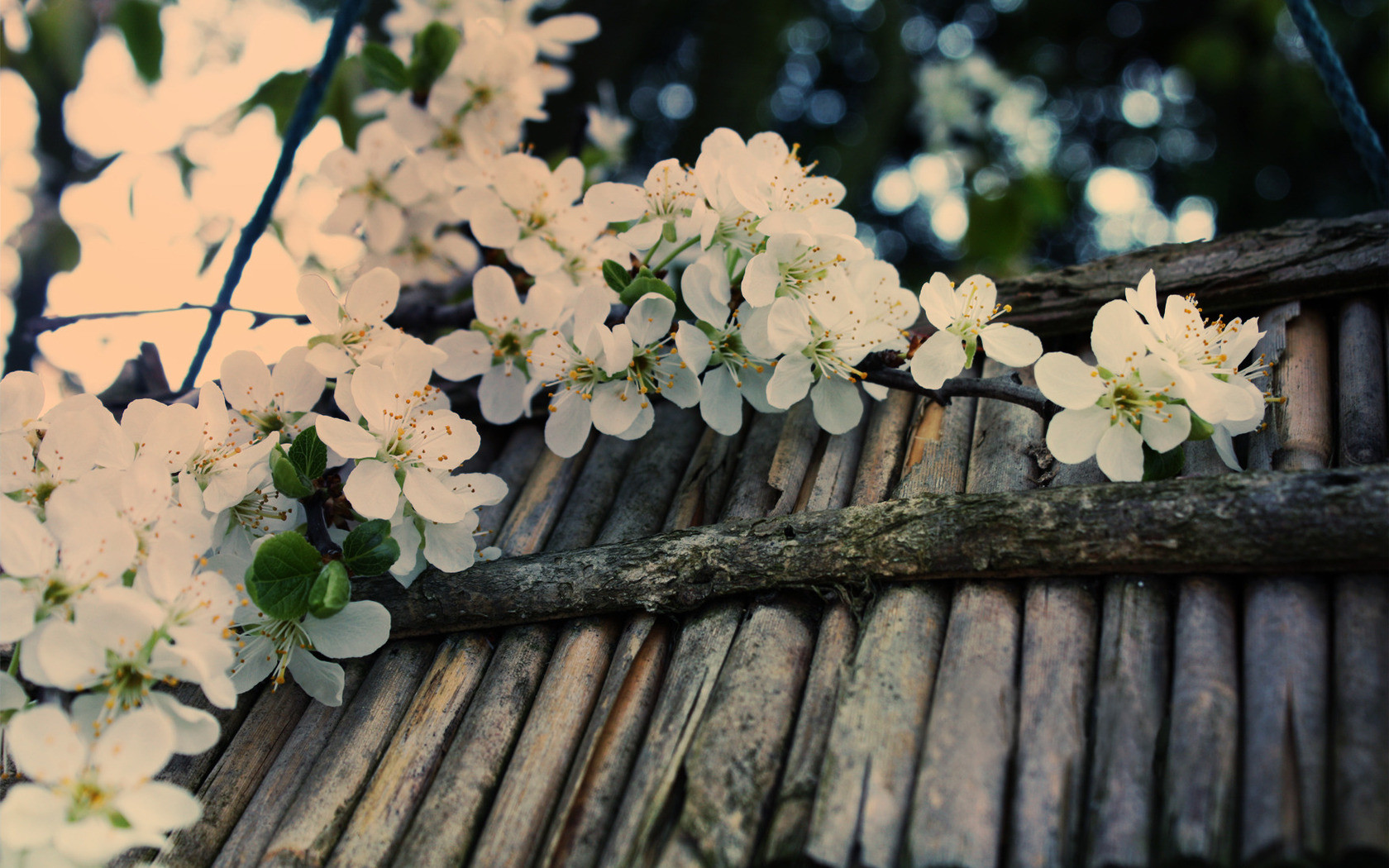 Fonds d'cran Nature Fleurs 