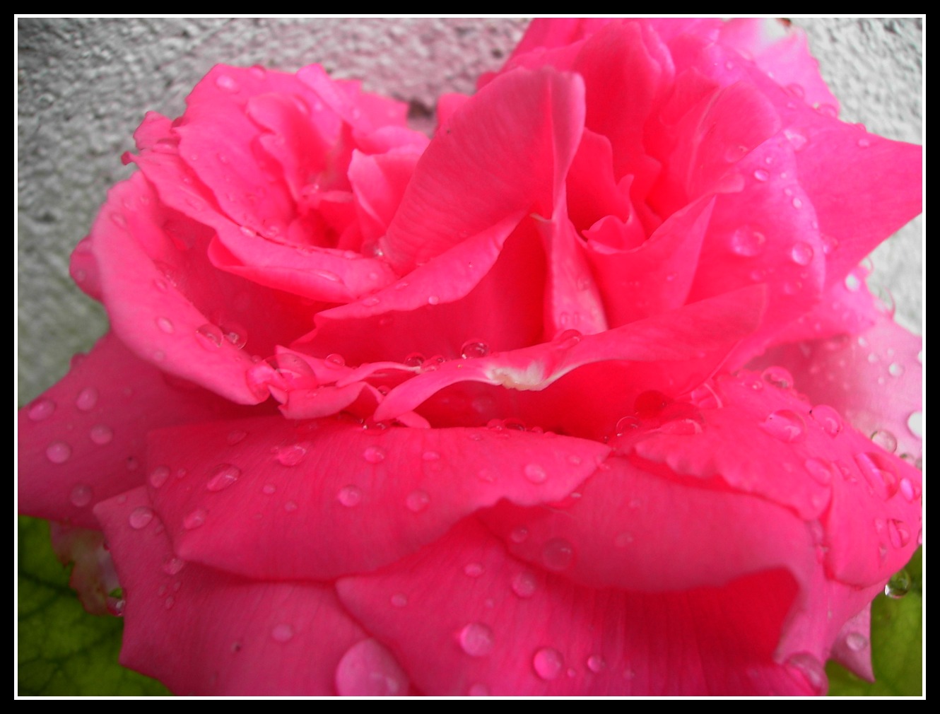 Wallpapers Nature Flowers rose apres la pluie