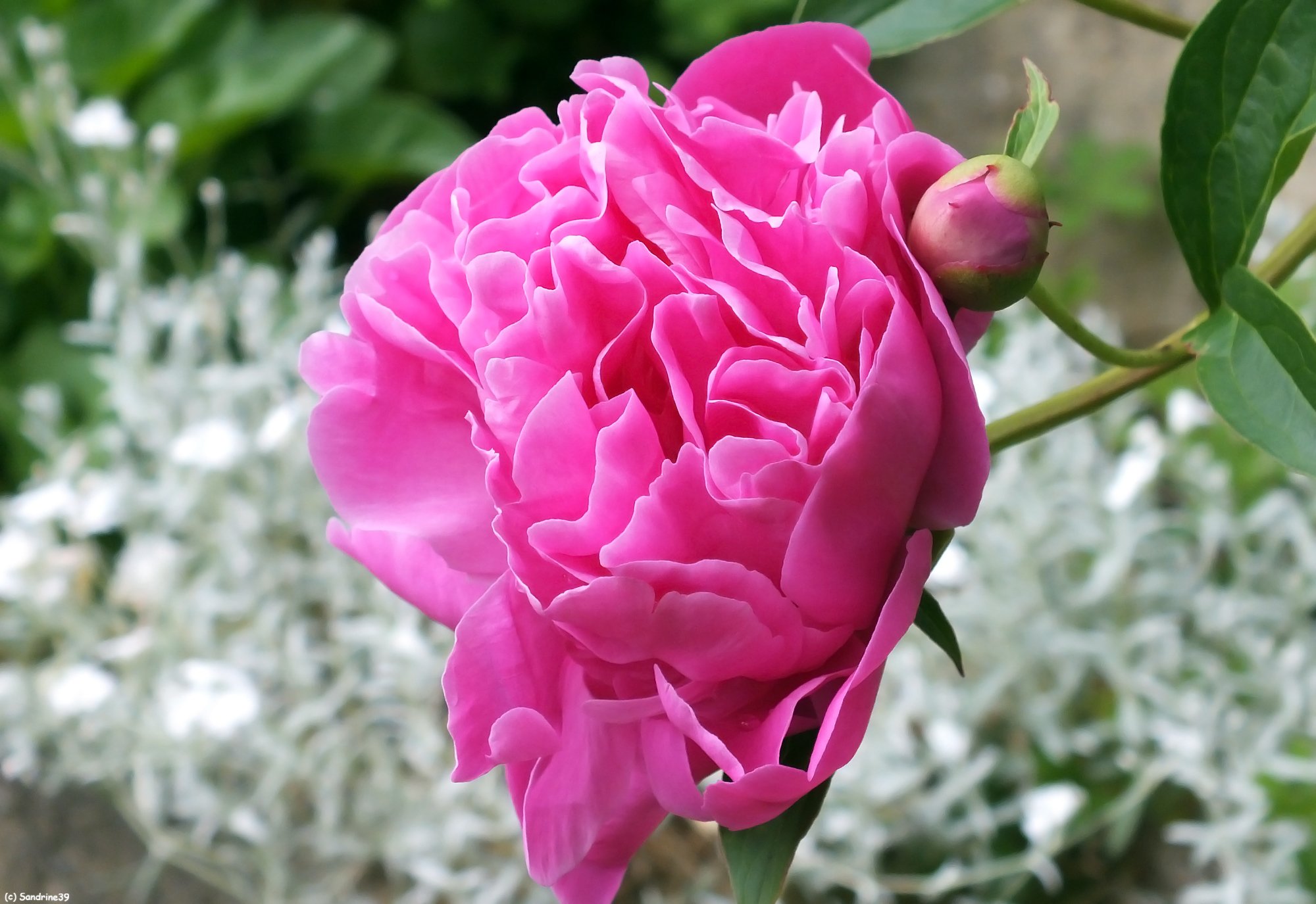 Fonds d'cran Nature Fleurs Pivoine rose